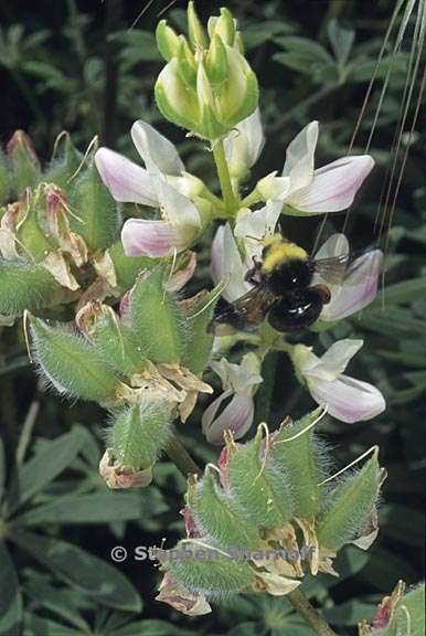 lupinus microcarpus var densiflorus 7 graphic